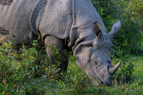 One horned rhino