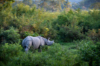 One horned rhino