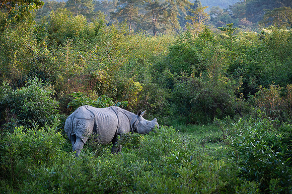 One horned rhino