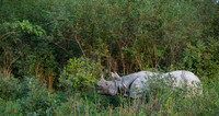 One horned rhino