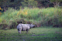 One horned rhino