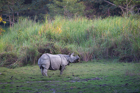 One horned rhino