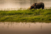 One horned rhino