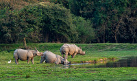 One horned rhino