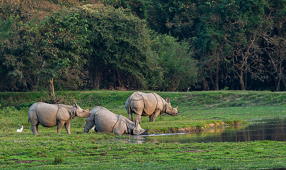 One horned rhino