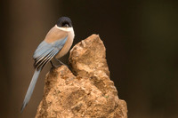 Iberian Magpie / Sroka iberyjska
