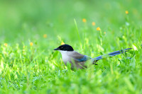 Iberian Magpie / Sroka iberyjska