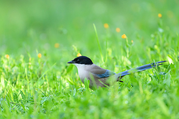 Iberian Magpie / Sroka iberyjska