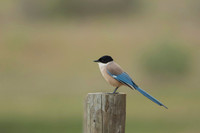 Iberian Magpie / Sroka iberyjska