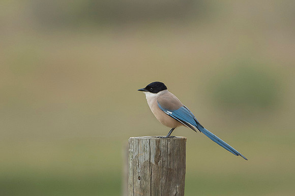 Iberian Magpie / Sroka iberyjska