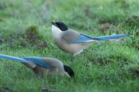 Iberian Magpie / Sroka iberyjska