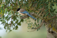 Iberian Magpie / Sroka iberyjska