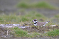 Semipalmated Plover
