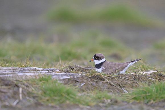 Semipalmated Plover