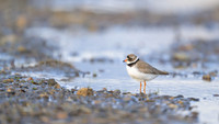 Semipalmated Plover