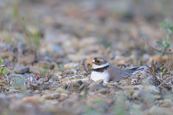 Semipalmated Plover