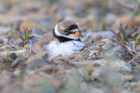 Semipalmated Plover