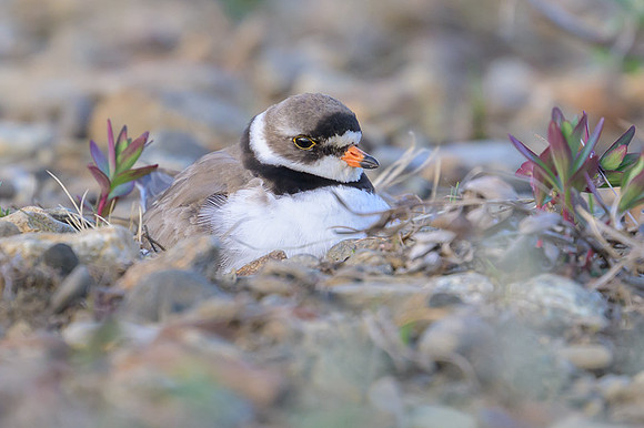 Semipalmated Plover