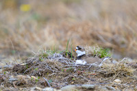 Semipalmated Plover