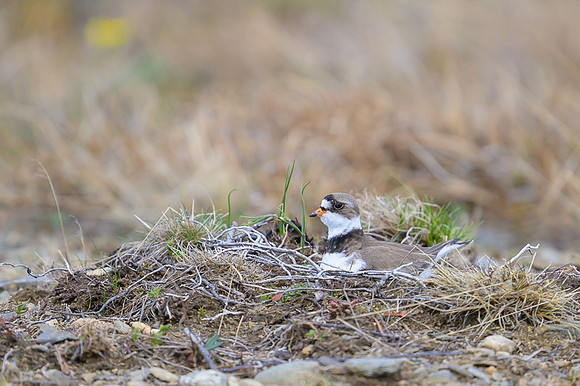 Semipalmated Plover