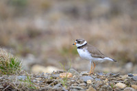 Semipalmated Plover