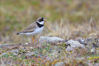 Semipalmated Plover