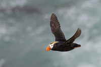 Tufted Puffin