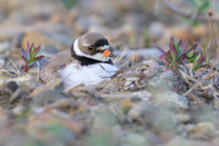 Semipalmated Plover