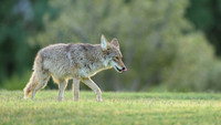 Coyote