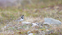 Semipalmated Plover
