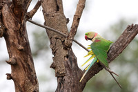 Alexzendrine parakeet