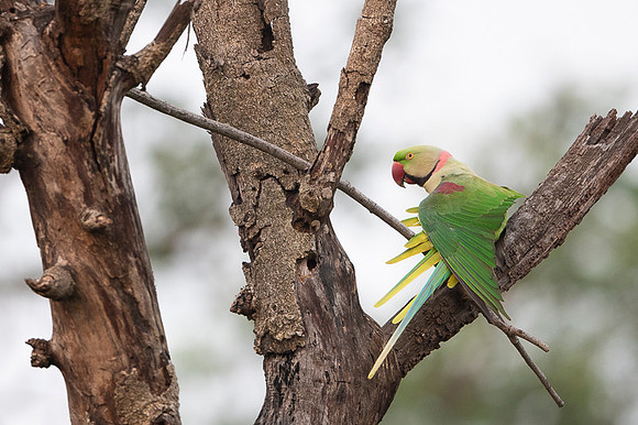 Alexzendrine parakeet