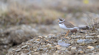 Semipalmated Plover