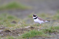 Semipalmated Plover