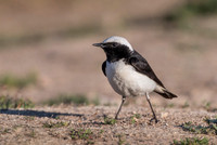 Black-eared Wheatear / Białorzytka rdzawa