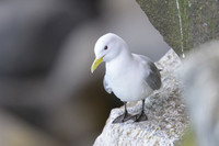 Black-legged kitiwake
