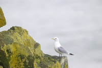 Black-legged kitiwake