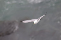 Black-legged kitiwake