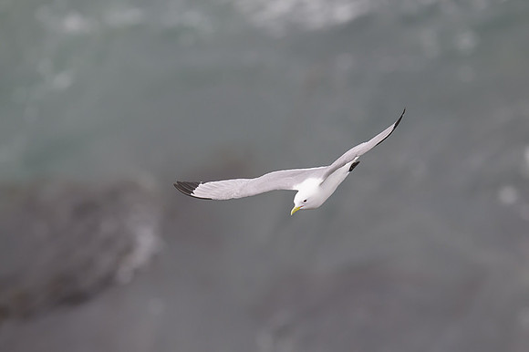 Black-legged kitiwake