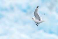 Black-legged kitiwake