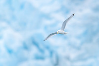 Black-legged kitiwake