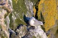 Black-legged kitiwake