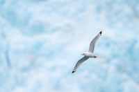 Black-legged kitiwake