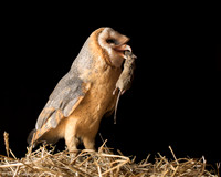 Barn Owl / Płomykówka