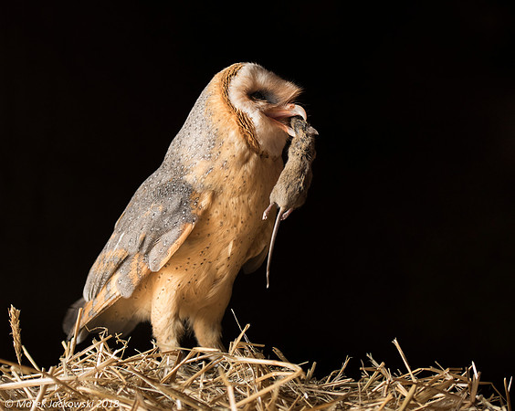 Barn Owl / Płomykówka