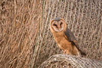 Barn Owl / Płomykówka