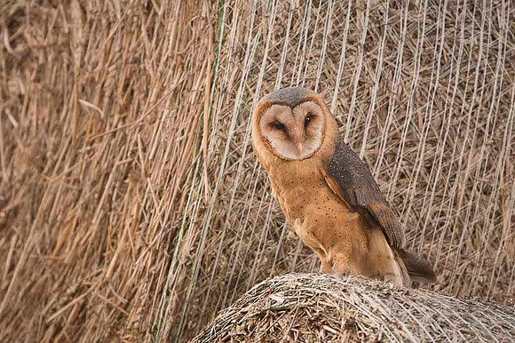 Barn Owl / Płomykówka