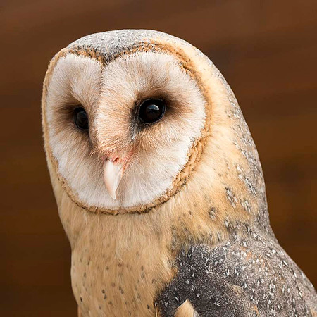 Barn Owl / Płomykówka