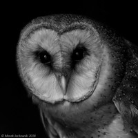 Barn Owl / Płomykówka