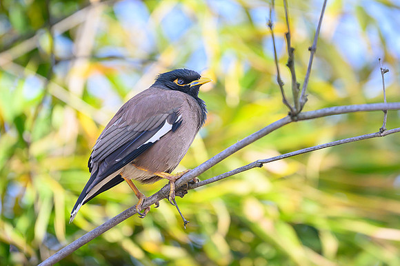 Common myna